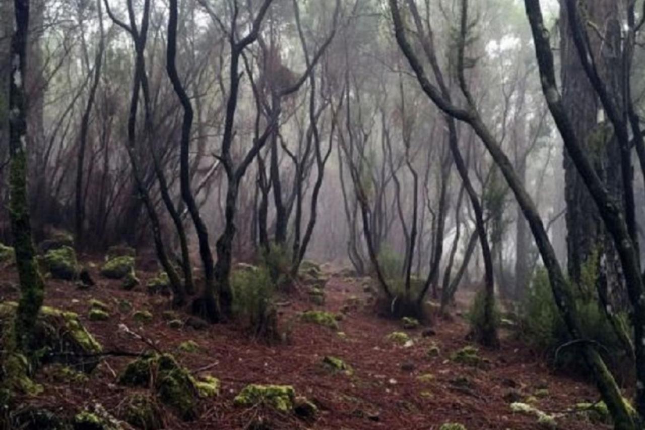 La Casita De Descanso - Das Haeuschen Der Ruhe - La Luz - La Orotava Extérieur photo